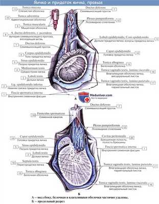 Анатомия яичка