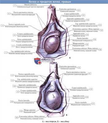 Анатомия яичка