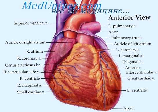 сердечная недостаточность