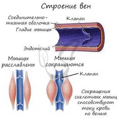 Строение вен