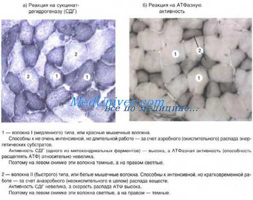 сердечная мышечная ткань