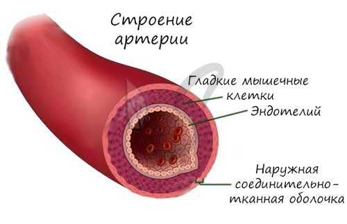 Строение артерии