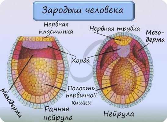 Зародыш человека
