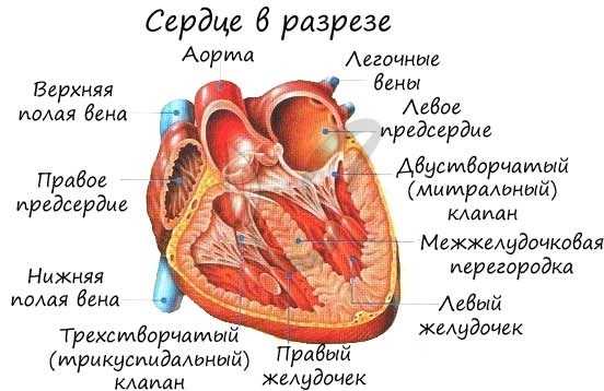 Строение сердца