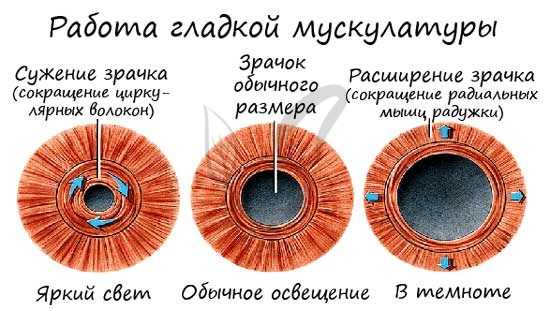 Гладкая мускулатура