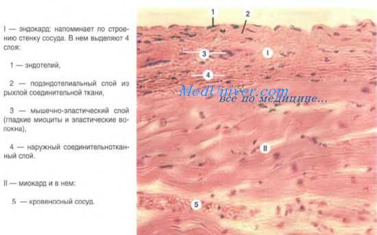 строение сердца