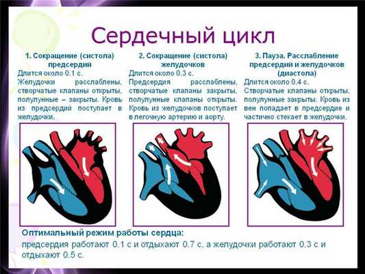 Сердечный цикл