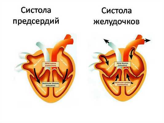 Систола сердца