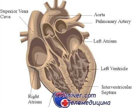 сердечно-сосудистая недостаточность