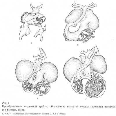 Рис.4. Преобразование сердечной трубки