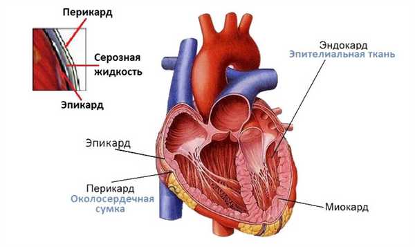 Строение миокарда