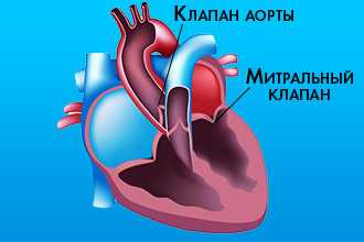 Клапаны сердца