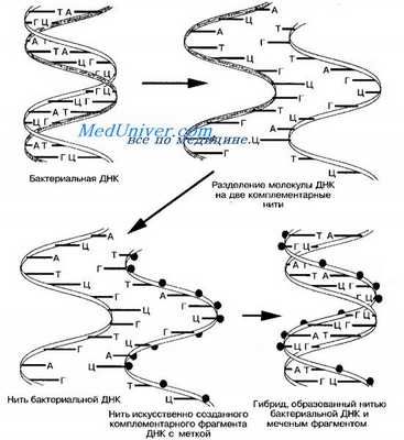 Схема гибридизации нуклеиновых кислот. Полимеразная цепная реакция ( ПЦР ). Серологические методы диагностики бактерий