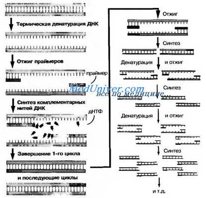 Схема гибридизации нуклеиновых кислот. Полимеразная цепная реакция ( ПЦР ). Серологические методы диагностики бактерий