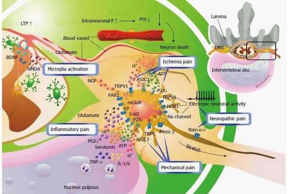 Компенсаторные механизмы при сдавлении нервного корешка