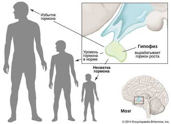 Рост человека в зависимости от уровня соматотропного гормона