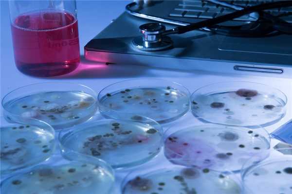 Споры: смертельно опасная форма возбудителя сибирской язвы