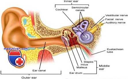 сифилис уха ребенка