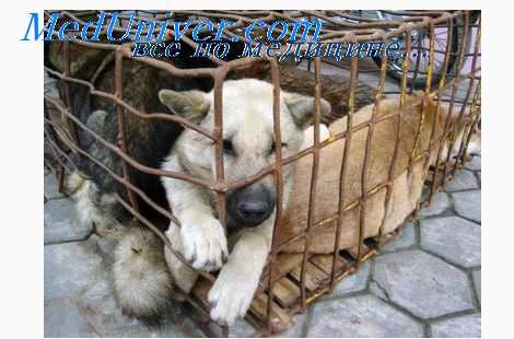 лихорадка рисовых полей