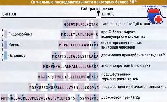 Сигнальные последовательности белков эндоплазматического ретикулума (ЭПР)