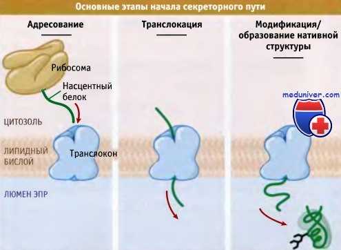 Этапы начала секреторного пути