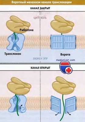 Воротный механизм канала транслокации