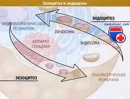 Экзоцитоз и эндоцитоз