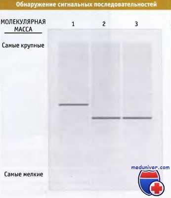 Обнаружение сигнальных последовательностей