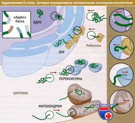 Адресование белков клетки