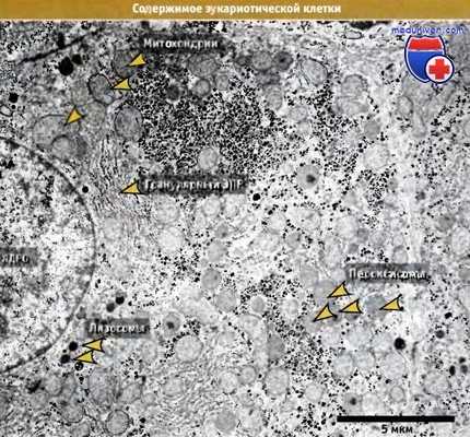 Эукариотическая клетка