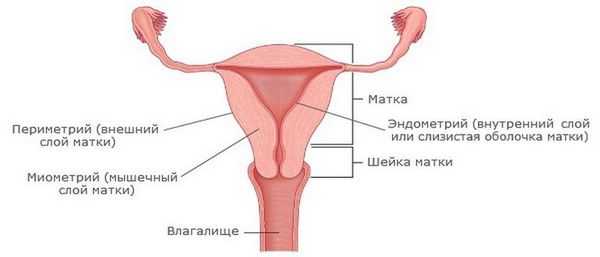 Строение матки