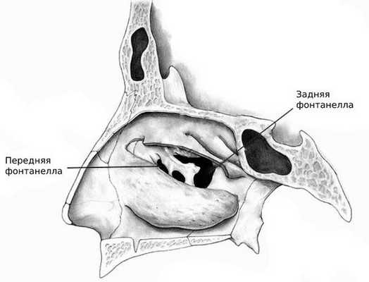 Фонтанеллы