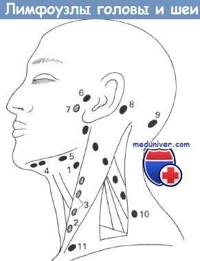 Лимфоузлы головы и шеи