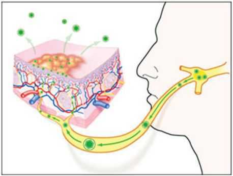 Повторное появление герпетического стоматита