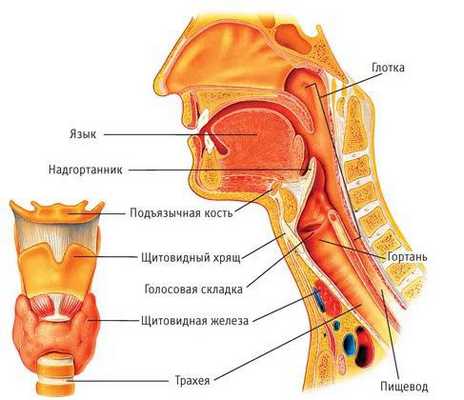 Строение и расположение гортани