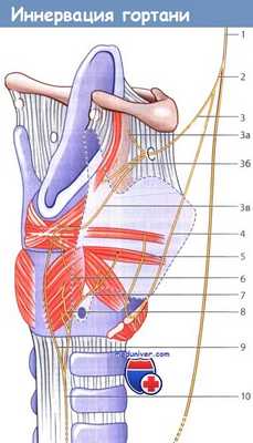 Иннервация гортани