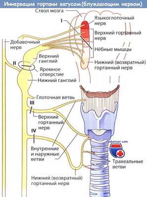 Иннервация гортани вагусом - блуждающим нервом