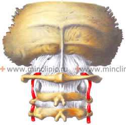 Позвоночные артерии, проходящие в поперечных отростках шейных позвонков, могут реагировать сосудистым спазмом с головокружением.