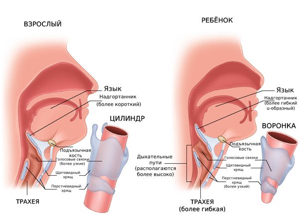 Отличия дыхательных путей у взрослых и детей