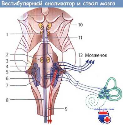 Вестибулярный анализатор в стволе мозга
