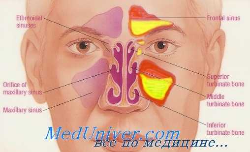 придаточные полости носа