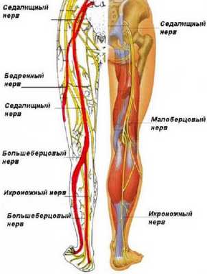 Строение и расположение нерва