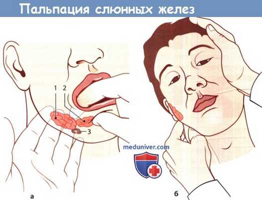 Пальпация слюнных желез