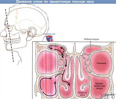 Движение слизи по придаточным пазухам носа