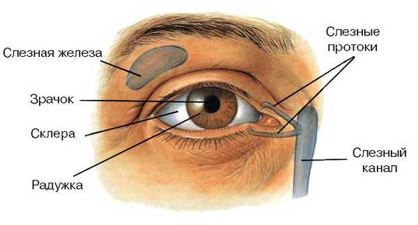склера глаза