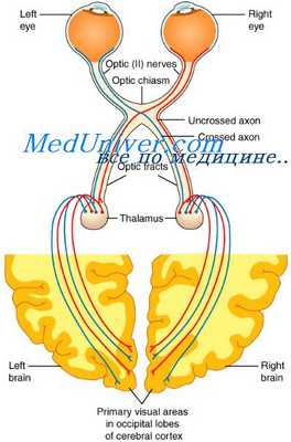 зрительный путь