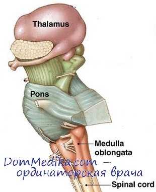 альтернирующие синдромы продолговатого мозга
