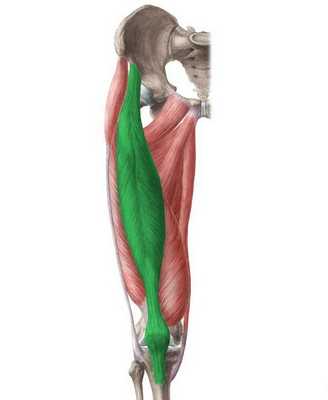 Четырёхглавая мышца бедра