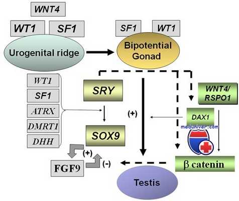 Гены развития гонад