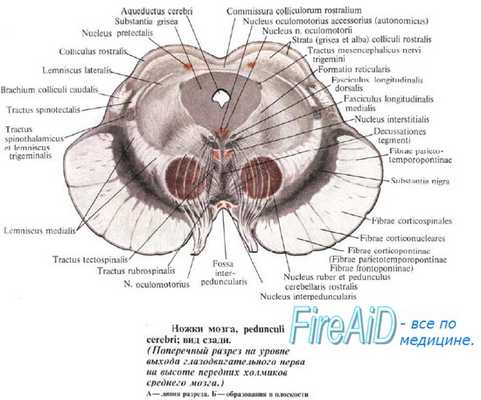 средний мозг
